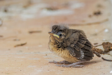A wren chick on the clay tile floor after falling from the nest, in a farm in the eastern Andean mountains of central Colombia, near the Iguaque natural reserve.