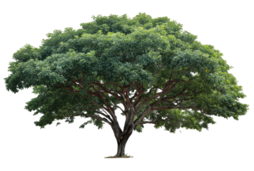 Lush green tree with wide canopy and thick branches