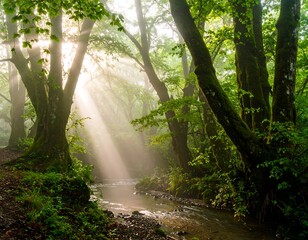 Sunbeams pierce a misty forest stream