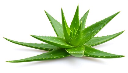 Aloe Vera Plant with Isolated White.
