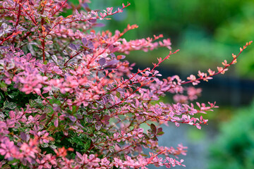 Close up of colorful barberry bush with pink and purple leaves in summer garden, ornamental shrub with vibrant foliage used for landscaping, decorative nature background with green bokeh