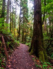 Obraz premium Lush forest trail