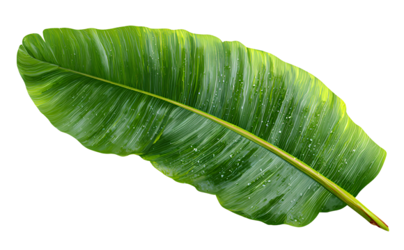  One large banana leaf, isolated on a transparent background. PNG file for print, PNG element 