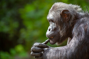 Portrait in profile of a chimpanzee lost in thought