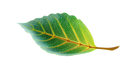 A stylized, vibrant leaf graphic
