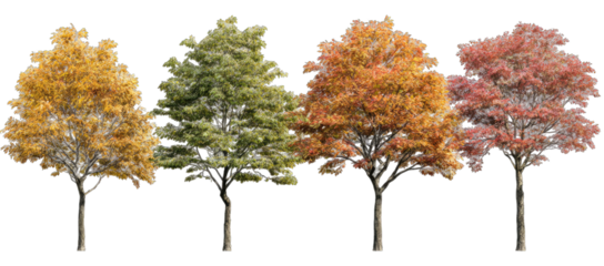 Autumnal trees showcasing seasonal foliage changes