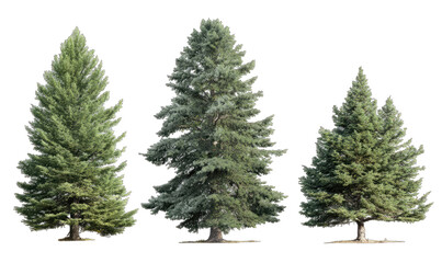Fototapeta premium Three Christmas trees of varying heights