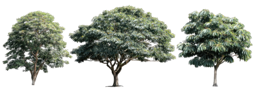 Three full green trees against a black background