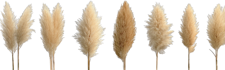 Fluffy dried grasses in various shades