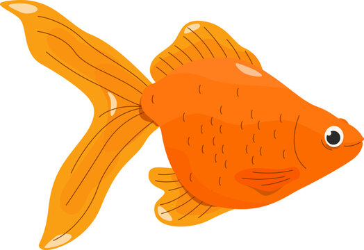 
Goldfish Cartoon Style