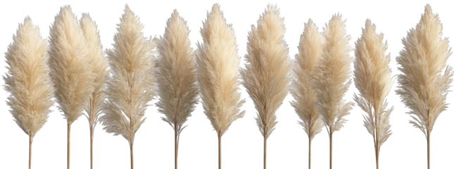 Fluffy beige pampas grass stems arranged in a row