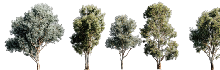 Row of Trees Against Black Background