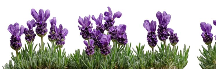 Close-up of multiple clusters of vibrant purple flowers with light-green foliage
