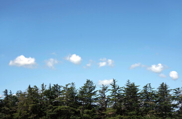 Row of pine trees under blue sky with small clouds