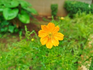 Vibrant yellow cosmos flower in a garden. 
 A close-up shot of a single, bright yellow cosmos flower covered in morning dew.