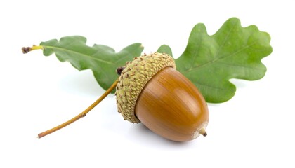 Acorn Oak Leaf Autumn Nature.