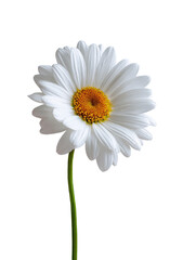 Close-up of a single white daisy.  Soft petals, bright yellow center.  Green stem.  Isolated against black