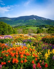 Colorful flower field with mountains
