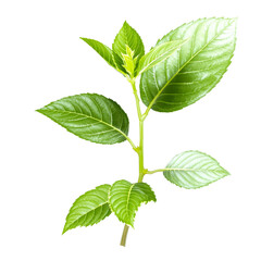 Fototapeta premium Vibrant Green Plant Stem with Fresh Leaves on a White Background