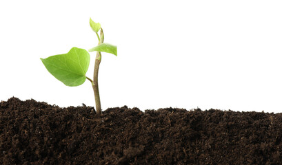 Young plant growing in soil isolated on white