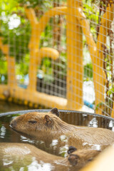 Two brown capybaras soaking in water on a calm pond evening time before sunset in the zoo