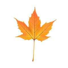 Fototapeta premium Autumn's Golden Embrace A Vibrant Maple Leaf Capturing the Essence of Fall's Warm Palette