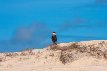 AVE DE RAPINA CONHECIDA POPULARMENTE POR CARCAR&Aacute; REPOUSA SOB DUNA DE AREIA