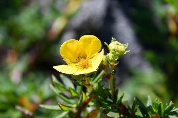 Obraz premium キンロバイ Shrubby cinquefoil