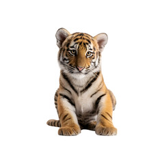 Obraz premium Tiger cub sitting in a relaxed pose, showcasing its youthful features and distinctive stripes