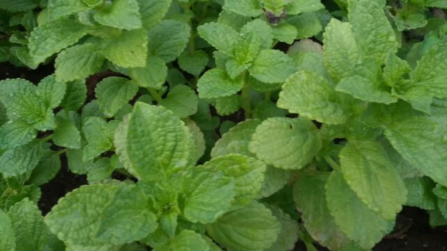 Coleus rotundifolius or Plectranthus rotundifolius, This plant is a species of the Lamiaceae family, from the genus coleus - in Indonesia it is called Black potato plant or Javanese potato