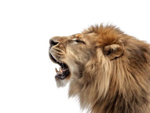 Roaring male lion head in profile view showing expressive facial features