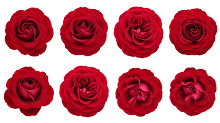 Obraz premium Elegant red roses bloom beautifully, symbolizing deep love