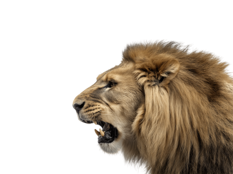 Roaring male lion head in profile view showing expressive facial features