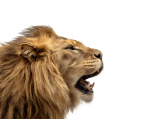 Roaring male lion head in profile view showing expressive facial features