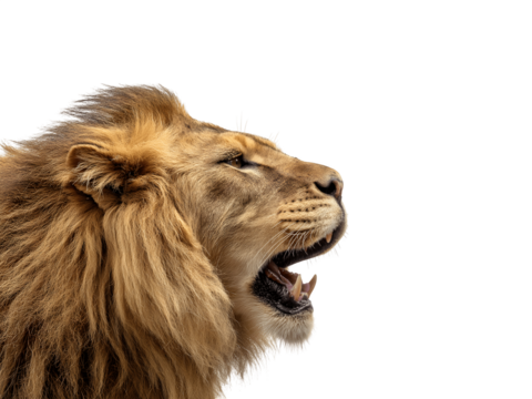 Roaring male lion head in profile view showing expressive facial features