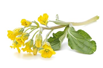Naklejka premium Virginia Cowslip Flower isolated on white background.close up.