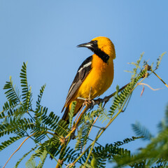 Hooded Oriole - Male