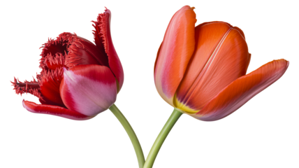 Stunning tulips bloom, showcasing beauty and elegance in nature