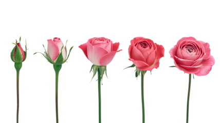 Beautiful pink roses blooming, graceful floral development stages