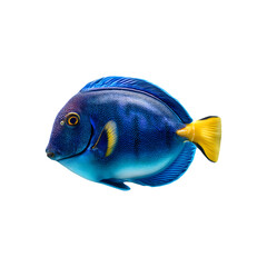 Naklejka premium Blue tang fish in close-up animal photography