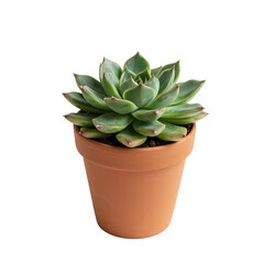 Fototapeta premium Vibrant Echeveria succulent plant in terracotta pot natural decor