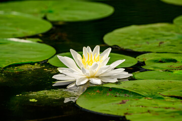 White water lily (Nymphaea odorata) in full bloom floating among green lily pads on a calm pond, Toronto Islands, Ontario, Canada.
