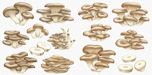 A detailed illustration set of edible oyster mushrooms, showing various clusters and sliced pieces on a transparent background.