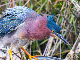 Ruffled green heron stalking prey
