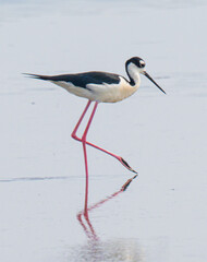Beautiful black necked stilt and it’s reflection in a calm marsh