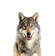 Fototapeta premium Cheerful wolf facing forward in a half-body animal portrait with a friendly expression