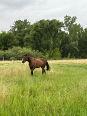 horse in the field