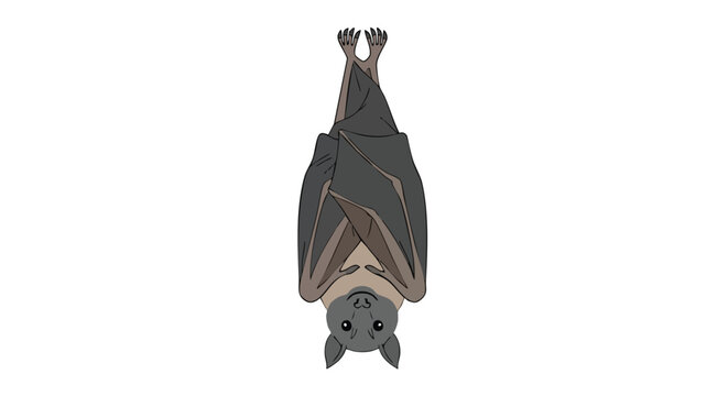 Suspended Animation: A Stylized Illustration of a Bat Resting Upside Down, Isolated on White and Ready for Spooky Season Designs