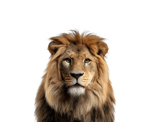 Fototapeta premium Close-up half-body portrait of a lion facing forward with intense gaze
