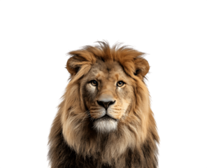 Close-up half-body portrait of a lion facing forward with intense gaze